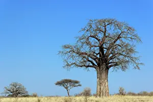 Adansonia: African baobab tree, Adansonia digitata