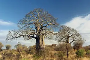 Adansonia: African baobab tree, Adansonia digitata