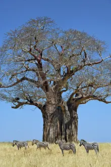 Adansonia: African baobab tree, Adansonia digitata