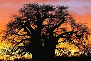 Adansonia: African baobab tree, Adansonia digitata