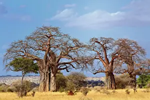 Adansonia: African baobab tree, Adansonia digitata