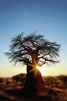Adansonia: African baobab tree, Adansonia digitata