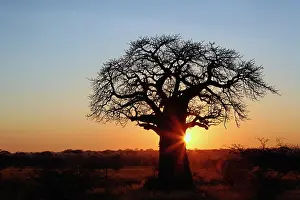 Adansonia: African baobab tree, Adansonia digitata