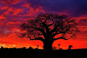 Adansonia: African baobab tree, Adansonia digitata