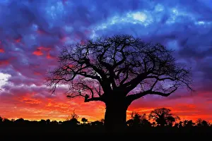 Adansonia: African baobab tree, Adansonia digitata