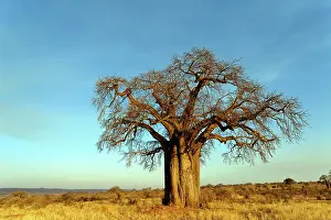 Adansonia: African baobab tree at sunset, Adansonia