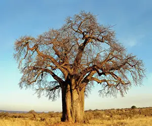 Adansonia: African baobab tree at sunset, Adansonia
