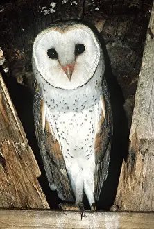Boxes: AFRICAN BARN OWL - close-up in nest box