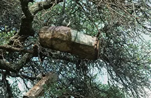 Hive: African beehives in baobab tree