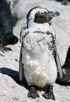 Scruffy: African / Black-footed / Jackass Penguin