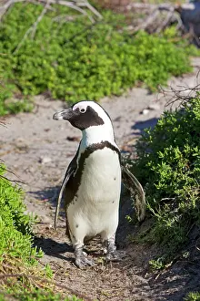 Jackass: African / Black-footed / Jackass Penguin