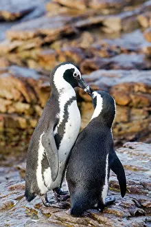 Jackass: African / Black-footed / Jackass Penguin