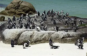 Sophie Gooders: African / Black-footed / Jackass Penguin - on the beach