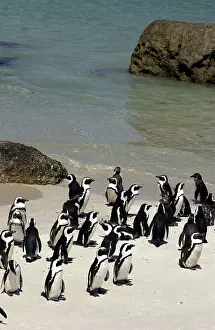 Jackass: African / Black-footed / Jackass Penguin - on the beach