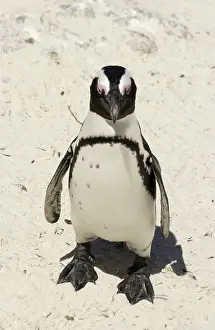 Jackass: African / Black-footed / Jackass Penguin - on the beach