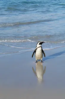 Peter Steyn: African / Black-footed / Jackass Penguin - on beach