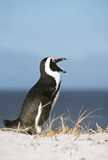 Jackass: African / Black-footed / Jackass Penguin - beak open