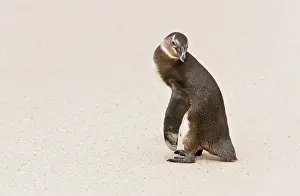 Jackass: African / Black-footed / Jackass Penguin. Boulders