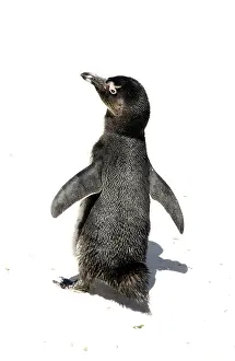 Jackass: African / Black-footed / Jackass Penguin - at the cape