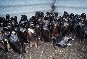 Rescues: African / Black-footed / Jackass Penguin - coverd in oil