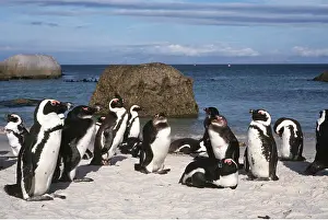 Seascapes: African / Black-footed / Jackass Penguin - group by sea