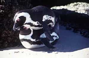 Peter Steyn: African / Black-footed / Jackass Penguin - MATING