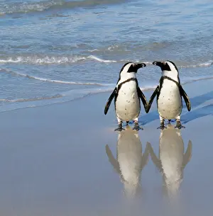 Jackass: African / Black-footed / Jackass Penguin - pair