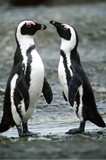 Jackass: African / Black-footed / Jackass Penguin - two standing