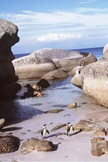 Jackass: African / Black-footed / Jackass Penguin - x two on beach