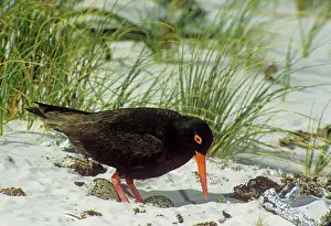 Oystercatchers: African Black OYSTERCATCHER