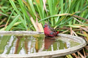 Birdbath: African / Blue-billed Firefinch - at birdbath