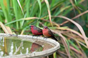Birdbath: African / Blue-billed Firefinch - at birdbath