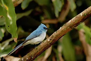 Longicauda: African Blue Flycatcher