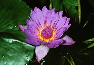 Nouchali: African Blue Water Lily