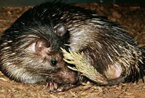 Porcupines: AFRICAN BRUSH-TAILED PORCUPINE