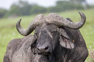 Parc: AFRICAN BUFFALO