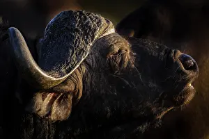 Buffalos: African buffalo, affalo, nyati, mbogo or Cape buffalo