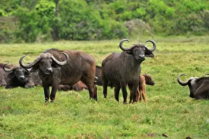 African Buffalo / Cape Buffalo with calf