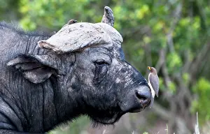 Oxpeckers: African Buffalo / Cape Buffalo with Red-billed Oxpeckers