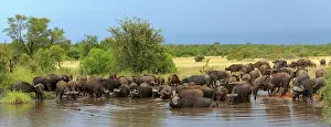 Buffalos: African buffalo or Cape buffalo (Syncerus caffer)