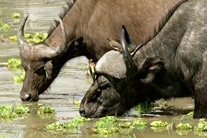 Oxpeckers: African Buffalo - drinking with Yellow-billed Oxpecker