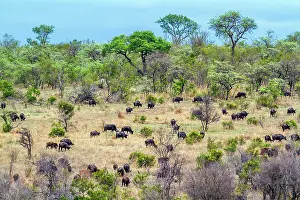 Zimbabwe: African buffalo in Kruger National park, South Africa