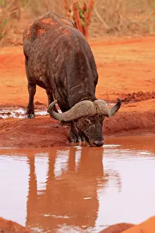Wallowing: African Buffalo one male drinking at waterhole
