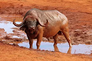 Wallowing: African Buffalo male at waterhole