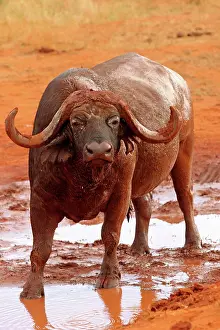 Wallowing: African Buffalo one male at waterhole