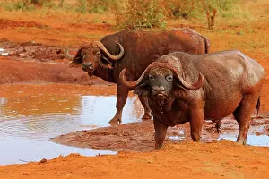 Wallowing: African Buffalo two males at waterhole