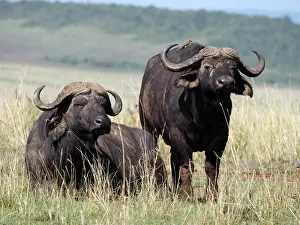 Buffalos: African Buffalo in the Masai Mara, Kenya, Africa