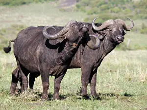 Buffalos: African Buffalo in the Masai Mara, Kenya, Africa