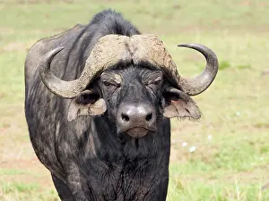 Buffalos: African Buffalo in the Masai Mara, Kenya, Africa