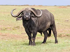 Buffalos: African Buffalo in the Masai Mara, Kenya, Africa